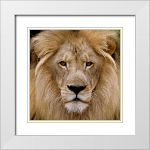 Male Lion White Modern Wood Framed Art Print with Double Matting by Underdahl, Dana