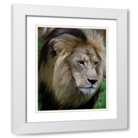 Lion III White Modern Wood Framed Art Print with Double Matting by Underdahl, Dana
