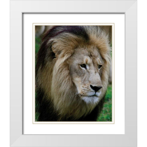 Lion III White Modern Wood Framed Art Print with Double Matting by Underdahl, Dana