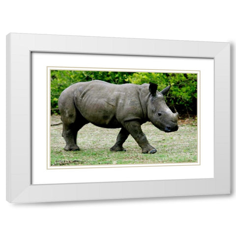 Rhino III White Modern Wood Framed Art Print with Double Matting by Underdahl, Dana