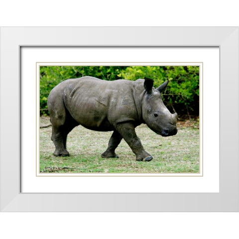 Rhino III White Modern Wood Framed Art Print with Double Matting by Underdahl, Dana