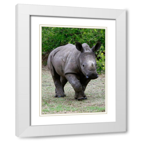 Rhino IV White Modern Wood Framed Art Print with Double Matting by Underdahl, Dana