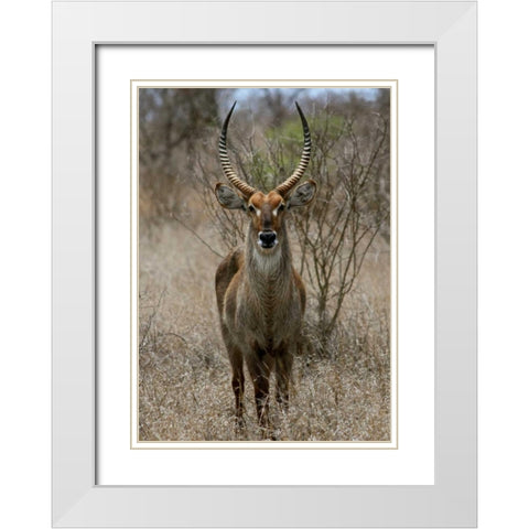 Safari Waterbuck II White Modern Wood Framed Art Print with Double Matting by Underdahl, Dana