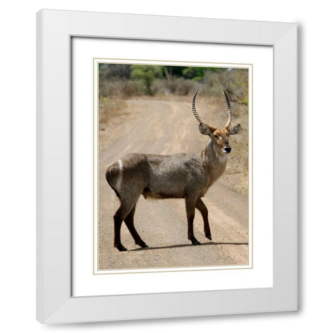 Safari Waterbuck III White Modern Wood Framed Art Print with Double Matting by Underdahl, Dana