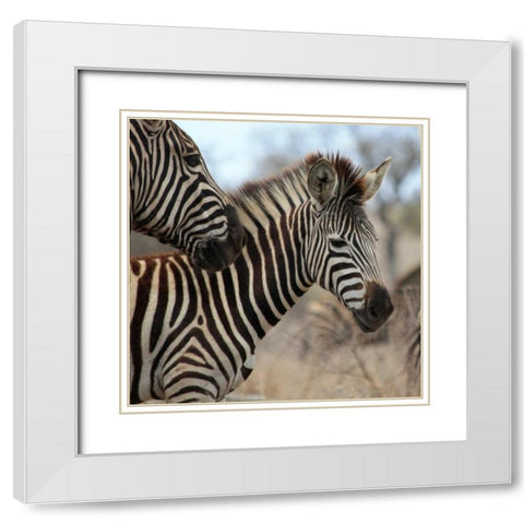 Zebra Baby I White Modern Wood Framed Art Print with Double Matting by Underdahl, Dana