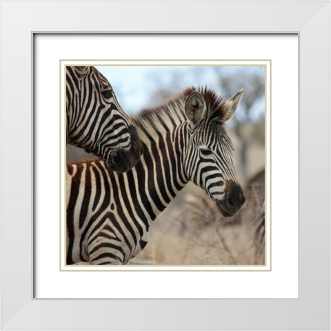 Zebra Baby I White Modern Wood Framed Art Print with Double Matting by Underdahl, Dana