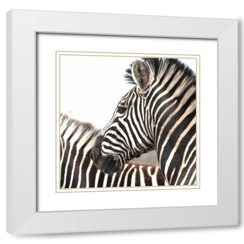 Sarari Zebra V White Modern Wood Framed Art Print with Double Matting by Underdahl, Dana