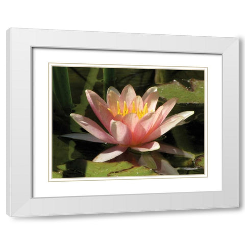 Pink Water Lily White Modern Wood Framed Art Print with Double Matting by Underdahl, Dana