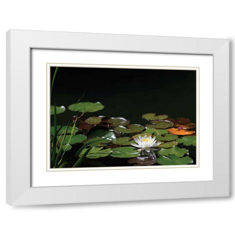 White Water Lily I White Modern Wood Framed Art Print with Double Matting by Underdahl, Dana