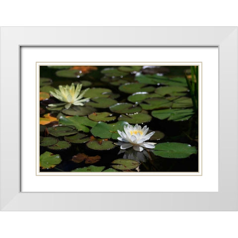 White Water Lily II White Modern Wood Framed Art Print with Double Matting by Underdahl, Dana