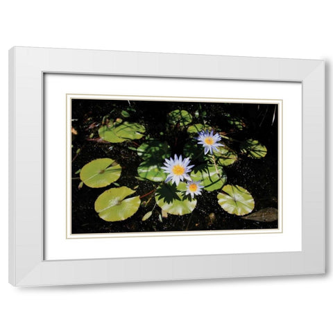 Blue Water Lily I White Modern Wood Framed Art Print with Double Matting by Underdahl, Dana
