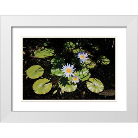 Blue Water Lily I White Modern Wood Framed Art Print with Double Matting by Underdahl, Dana