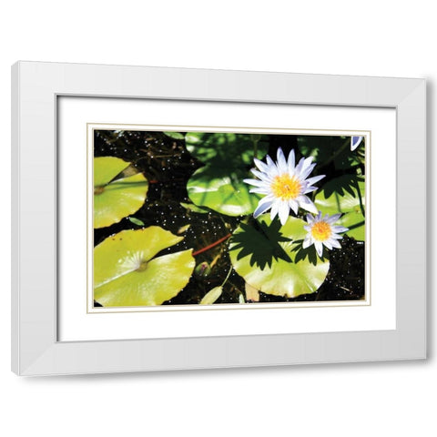Blue Water Lily II White Modern Wood Framed Art Print with Double Matting by Underdahl, Dana