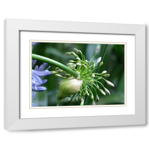 Flower Pod White Modern Wood Framed Art Print with Double Matting by Underdahl, Dana