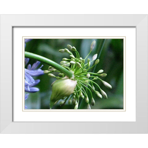 Flower Pod White Modern Wood Framed Art Print with Double Matting by Underdahl, Dana