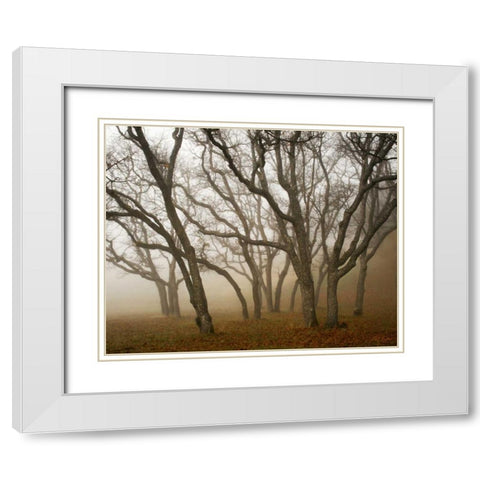 Misty Oaks I White Modern Wood Framed Art Print with Double Matting by Geyman, Vitaly