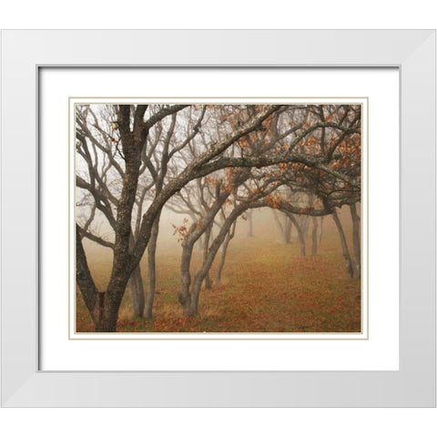 Misty Oaks II White Modern Wood Framed Art Print with Double Matting by Geyman, Vitaly