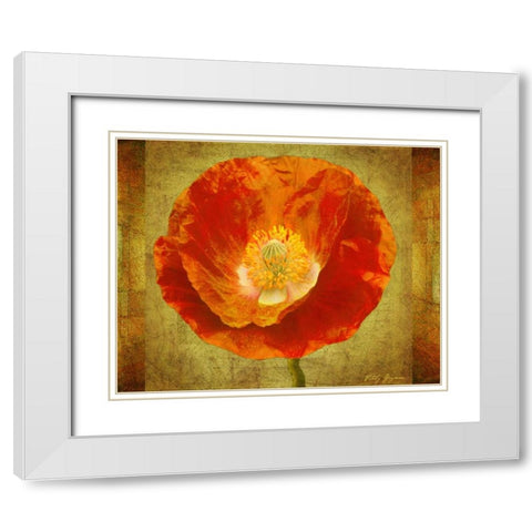 Sun Poppy I White Modern Wood Framed Art Print with Double Matting by Geyman, Vitaly
