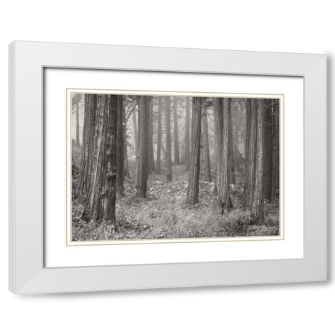 Pine Tree Grove II BandW White Modern Wood Framed Art Print with Double Matting by Geyman, Vitaly