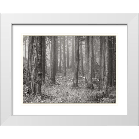 Pine Tree Grove II BandW White Modern Wood Framed Art Print with Double Matting by Geyman, Vitaly