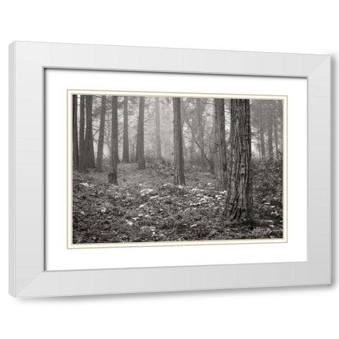 Pine Tree Grove III BandW White Modern Wood Framed Art Print with Double Matting by Geyman, Vitaly