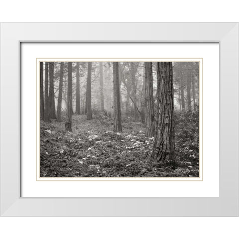 Pine Tree Grove III BandW White Modern Wood Framed Art Print with Double Matting by Geyman, Vitaly