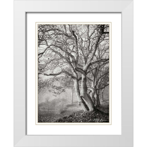 Tree in the Mist VI BandW White Modern Wood Framed Art Print with Double Matting by Geyman, Vitaly