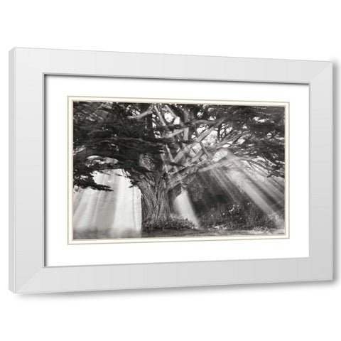 Moses Tree BandW White Modern Wood Framed Art Print with Double Matting by Geyman, Vitaly