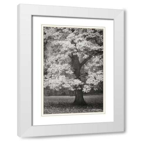 Autumn in Paris II BandW White Modern Wood Framed Art Print with Double Matting by Geyman, Vitaly