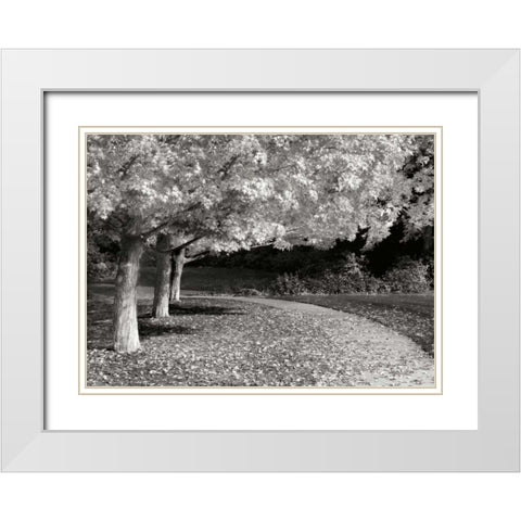 Fall Maple Fever IV BandW White Modern Wood Framed Art Print with Double Matting by Geyman, Vitaly