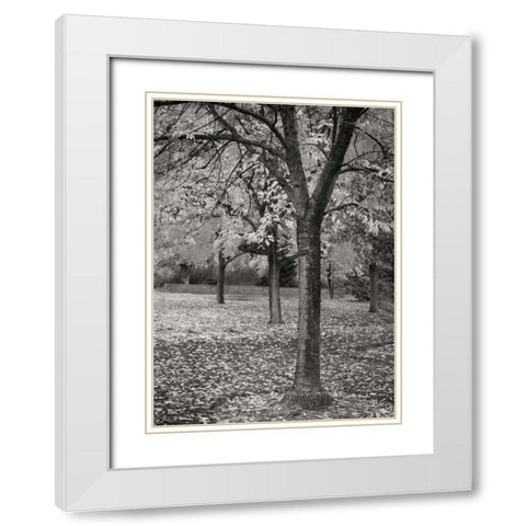 Fall Tree Grove I BandW White Modern Wood Framed Art Print with Double Matting by Geyman, Vitaly