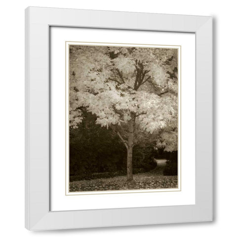 Fall Maple Fever VI White Modern Wood Framed Art Print with Double Matting by Geyman, Vitaly