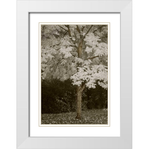 Fall Maple Fever VII White Modern Wood Framed Art Print with Double Matting by Geyman, Vitaly