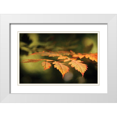 Autumn Fire Leaves II White Modern Wood Framed Art Print with Double Matting by Geyman, Vitaly
