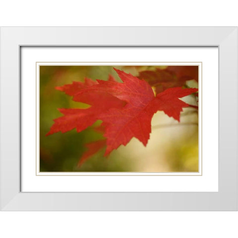 Maple Fire Leaves I White Modern Wood Framed Art Print with Double Matting by Geyman, Vitaly