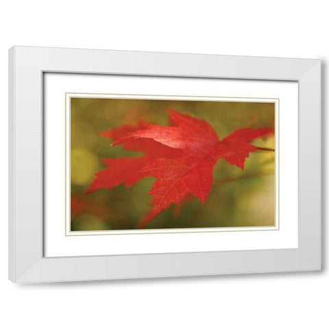 Maple Fire Leaves II White Modern Wood Framed Art Print with Double Matting by Geyman, Vitaly