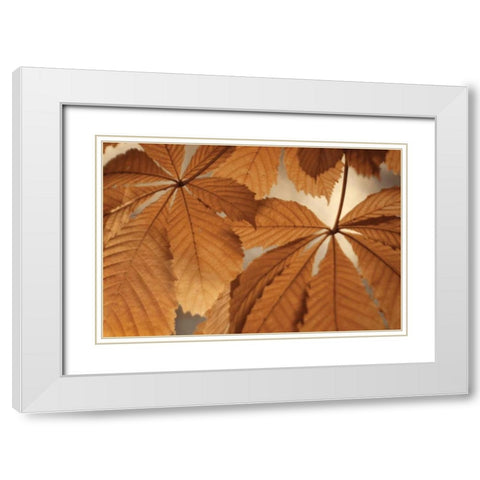 Chestnut Leaves Duet I Brown White Modern Wood Framed Art Print with Double Matting by Geyman, Vitaly