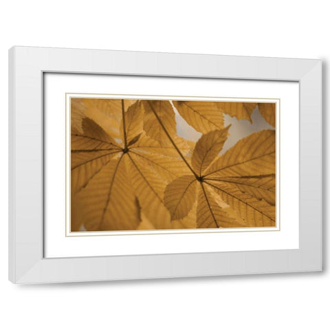 Chestnut Leaves Duet II Brown White Modern Wood Framed Art Print with Double Matting by Geyman, Vitaly