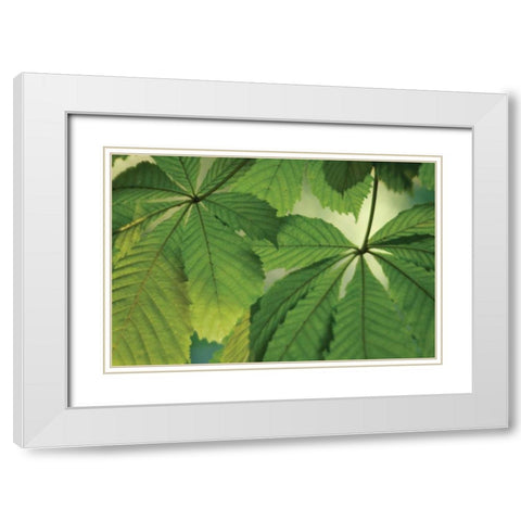 Chestnut Leaves Duet I Green White Modern Wood Framed Art Print with Double Matting by Geyman, Vitaly