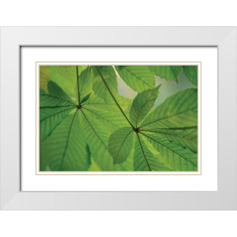 Chestnut Leaves Duet II Green White Modern Wood Framed Art Print with Double Matting by Geyman, Vitaly