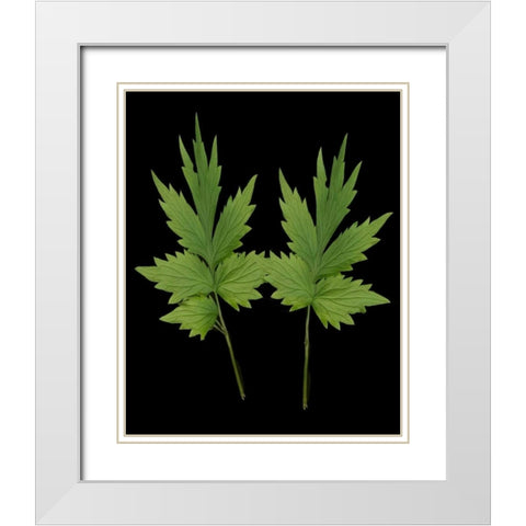 Green Leaves III White Modern Wood Framed Art Print with Double Matting by Geyman, Vitaly