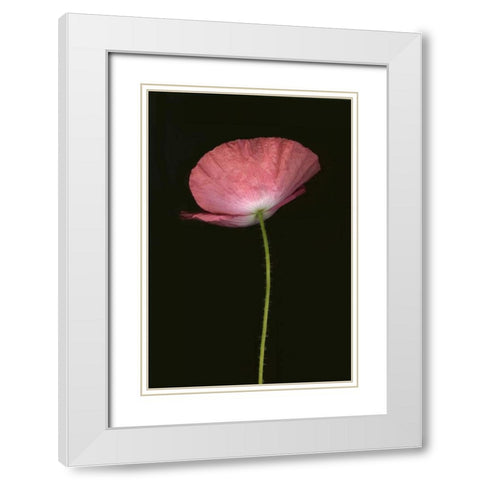 Pink Poppy I White Modern Wood Framed Art Print with Double Matting by Geyman, Vitaly