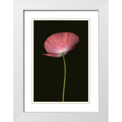 Pink Poppy I White Modern Wood Framed Art Print with Double Matting by Geyman, Vitaly