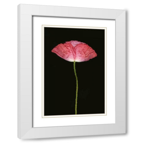 Pink Poppy II White Modern Wood Framed Art Print with Double Matting by Geyman, Vitaly