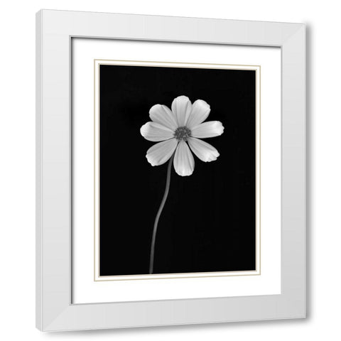 Ballet Flower I BandW White Modern Wood Framed Art Print with Double Matting by Geyman, Vitaly