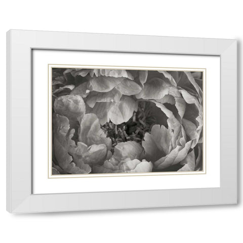 Floral Intimacy V White Modern Wood Framed Art Print with Double Matting by Geyman, Vitaly