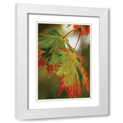 Autumn Leaf Paradise II White Modern Wood Framed Art Print with Double Matting by Geyman, Vitaly
