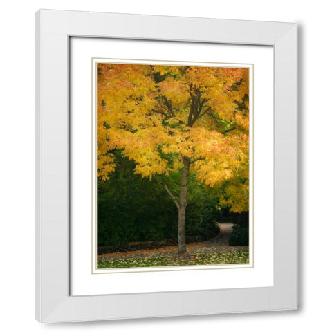 Fall Maple Fever VI White Modern Wood Framed Art Print with Double Matting by Geyman, Vitaly