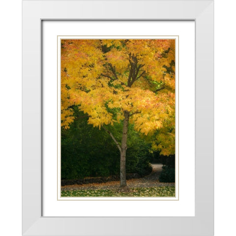 Fall Maple Fever VI White Modern Wood Framed Art Print with Double Matting by Geyman, Vitaly