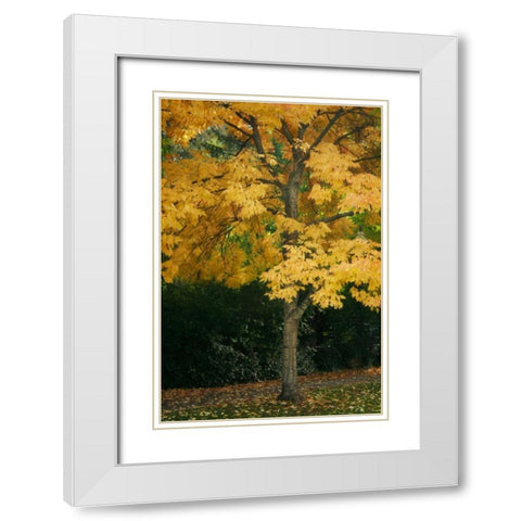 Fall Maple Fever VII White Modern Wood Framed Art Print with Double Matting by Geyman, Vitaly